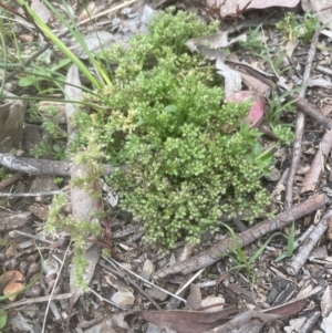 Polycarpon tetraphyllum at Aranda, ACT - 25 Oct 2022