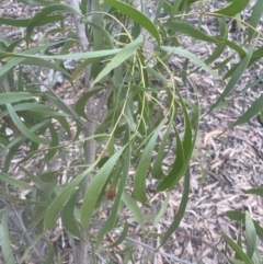 Acacia implexa (Hickory Wattle, Lightwood) at Aranda Bushland - 25 Oct 2022 by lbradley