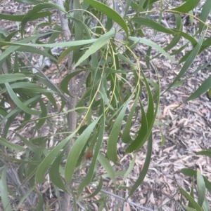 Acacia implexa at Aranda, ACT - 25 Oct 2022