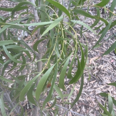 Acacia implexa (Hickory Wattle, Lightwood) at Aranda, ACT - 25 Oct 2022 by lbradley