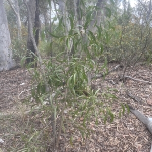 Acacia implexa at Aranda, ACT - 25 Oct 2022