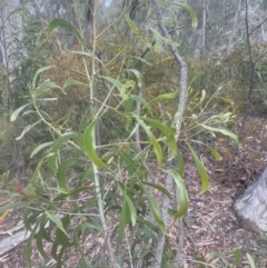 Acacia implexa at Aranda, ACT - 25 Oct 2022 02:51 PM