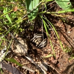 Portacosa cinerea (Grey wolf spider) at Mount Ainslie - 25 Oct 2022 by ChrisSouthby9691