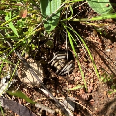 Portacosa cinerea (Grey wolf spider) at Ainslie, ACT - 25 Oct 2022 by ChrisSouthby9691