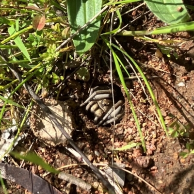 Portacosa cinerea (Grey wolf spider) at Mount Ainslie - 25 Oct 2022 by ChrisSouthby9691