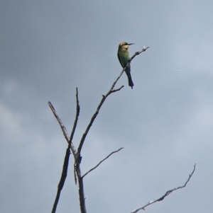 Merops ornatus at Burrumbuttock, NSW - suppressed