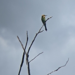 Merops ornatus (Rainbow Bee-eater) at suppressed - 25 Oct 2022 by Darcy