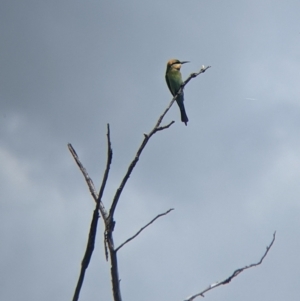 Merops ornatus (Rainbow Bee-eater) at suppressed by Darcy