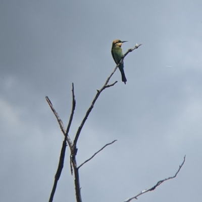Merops ornatus (Rainbow Bee-eater) at Burrumbuttock, NSW - 25 Oct 2022 by Darcy