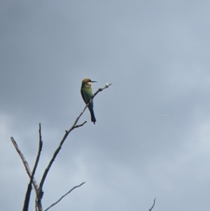 Merops ornatus at Burrumbuttock, NSW - suppressed