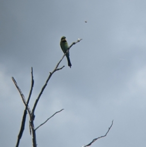 Merops ornatus at Burrumbuttock, NSW - suppressed