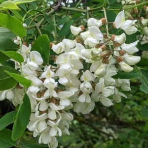 Robinia pseudoacacia at Burrumbuttock, NSW - suppressed