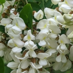 Robinia pseudoacacia at Burrumbuttock, NSW - suppressed