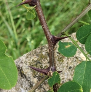 Robinia pseudoacacia at Burrumbuttock, NSW - suppressed