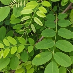 Robinia pseudoacacia at Burrumbuttock, NSW - suppressed