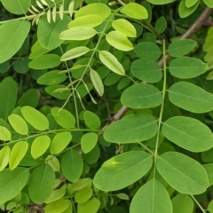 Robinia pseudoacacia at Burrumbuttock, NSW - 25 Oct 2022