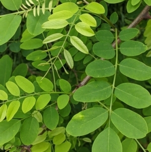 Robinia pseudoacacia at Burrumbuttock, NSW - suppressed