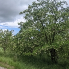 Robinia pseudoacacia at Burrumbuttock, NSW - suppressed
