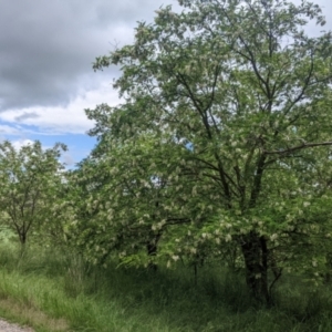Robinia pseudoacacia at Burrumbuttock, NSW - suppressed