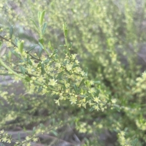 Phyllanthus occidentalis at Aranda, ACT - 25 Oct 2022