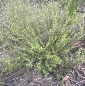 Phyllanthus occidentalis at Aranda, ACT - 25 Oct 2022