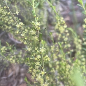 Phyllanthus occidentalis at Aranda, ACT - 25 Oct 2022