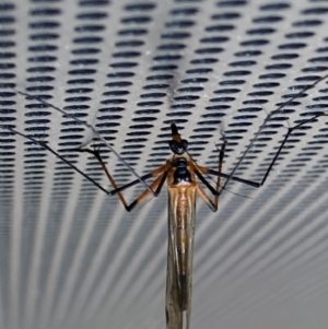 Harpobittacus australis at Theodore, ACT - 24 Oct 2022