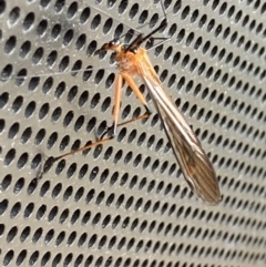 Harpobittacus australis at Theodore, ACT - 24 Oct 2022