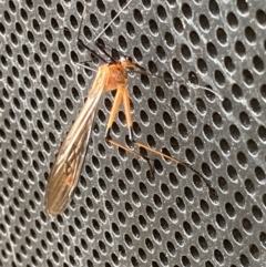 Harpobittacus australis at Theodore, ACT - 24 Oct 2022