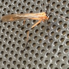 Harpobittacus australis at Theodore, ACT - 24 Oct 2022