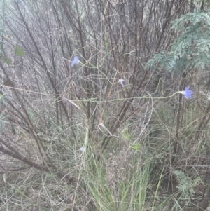 Wahlenbergia gracilis at Aranda, ACT - 25 Oct 2022