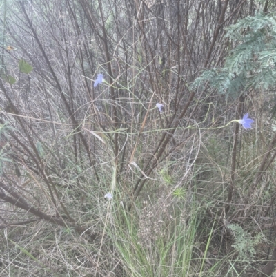 Wahlenbergia gracilis (Australian Bluebell) at Aranda, ACT - 25 Oct 2022 by lbradley