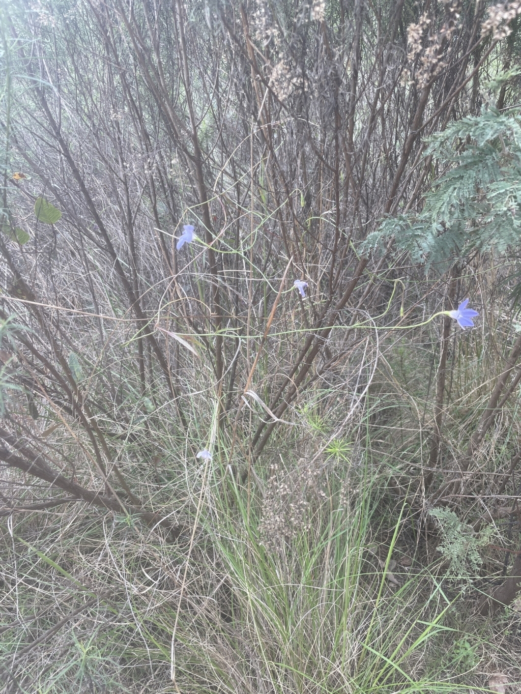Wahlenbergia gracilis at Aranda, ACT - 25 Oct 2022
