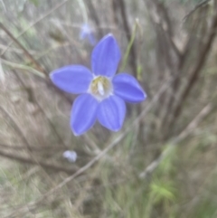 Wahlenbergia gracilis at Aranda, ACT - 25 Oct 2022 03:27 PM