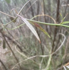 Wahlenbergia gracilis at Aranda, ACT - 25 Oct 2022 03:27 PM