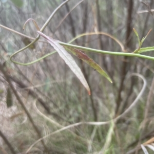 Wahlenbergia gracilis at Aranda, ACT - 25 Oct 2022