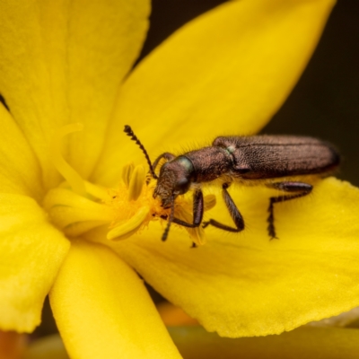 Eleale aspera (Clerid beetle) at Hackett, ACT - 25 Oct 2022 by Boagshoags