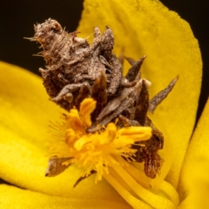 Heliocosma (genus - immature) at Mount Majura - 25 Oct 2022