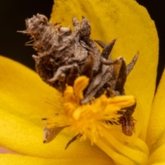 Heliocosma (genus - immature) at Mount Majura - 25 Oct 2022