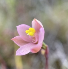 Thelymitra carnea (Tiny Sun Orchid) at Black Mountain - 15 Oct 2022 by AJB