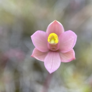 Thelymitra carnea at Bruce, ACT - 16 Oct 2022