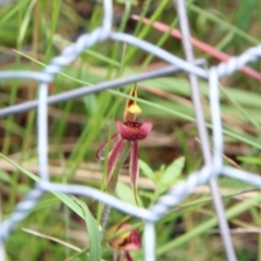 Caladenia actensis (Canberra Spider Orchid) at Mount Majura - 25 Oct 2022 by petersan