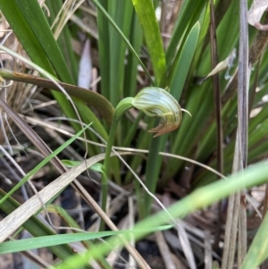 Pterostylis nutans at Bruce, ACT - suppressed