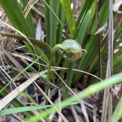 Pterostylis nutans (Nodding Greenhood) at Bruce, ACT - 16 Oct 2022 by AJB