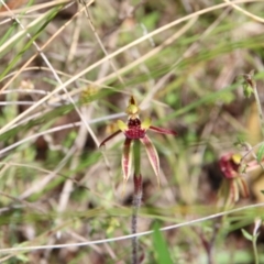 Caladenia actensis (Canberra Spider Orchid) at Mount Majura - 25 Oct 2022 by petersan