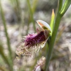 Calochilus platychilus (Purple Beard Orchid) at Black Mountain - 16 Oct 2022 by AJB