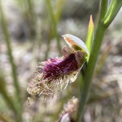 Calochilus platychilus (Purple Beard Orchid) at Black Mountain - 16 Oct 2022 by AJB