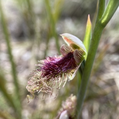 Calochilus platychilus (Purple Beard Orchid) at Bruce, ACT - 16 Oct 2022 by AJB