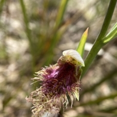 Calochilus platychilus at Bruce, ACT - suppressed