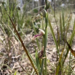 Calochilus platychilus at Bruce, ACT - suppressed